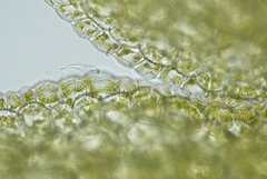 Riccardia chamedryfolia