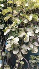 Polyscias scutellaria