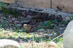 Haemorhous mexicanus