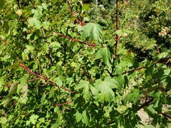 Acer glabrum torreyi
