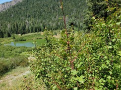 Acer glabrum torreyi