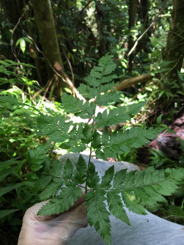 false hollyfern (Polystichopsis chaerophylloides)