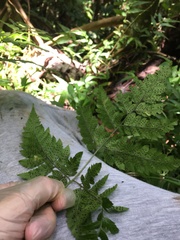 Polystichopsis chaerophylloides