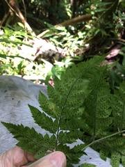 Polystichopsis chaerophylloides