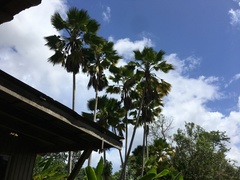 Pritchardia pacifica