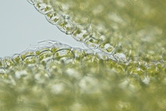 Riccardia chamedryfolia