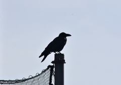 Corvus macrorhynchos