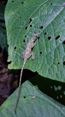Anolis