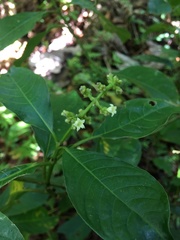 Palicourea brachiata
