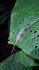 Anolis