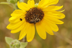 Heteranthidium