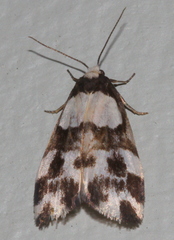 Thallarcha phalarota