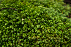 Leucobryum javense