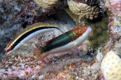 Halichoeres maculipinna