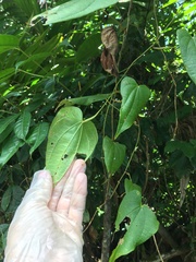 Dioscorea cordata