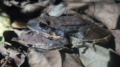 Eleutherodactylus inoptatus