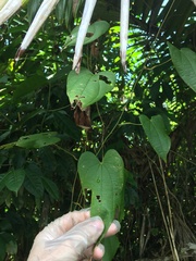 Dioscorea cordata