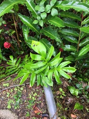 Rhaphidophora decursiva