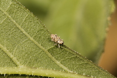 Cylindrocopturus adspersus