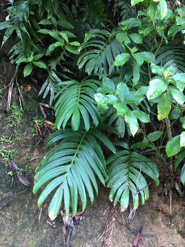 Rhaphidophora decursiva