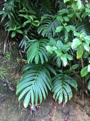 Rhaphidophora decursiva