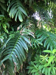 Rhaphidophora decursiva