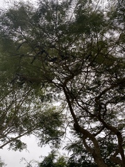 Fabaceae