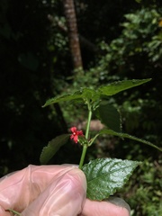 Ruellia coccinea
