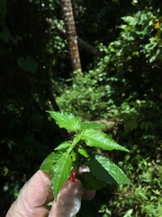 Ruellia coccinea