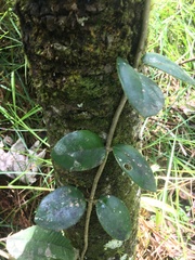 Schlegelia brachyantha