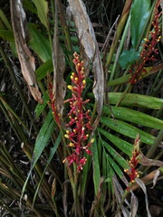 Renealmia aromatica
