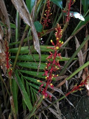 Renealmia aromatica