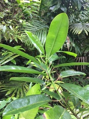 Sapium laurocerasus