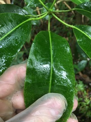 Sapium laurocerasus