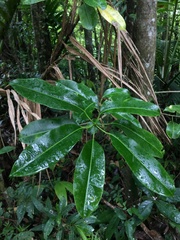 Sapium laurocerasus
