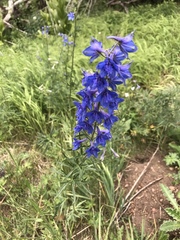 Delphinium barbeyi