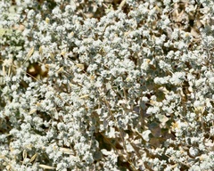 Brickellia nevinii