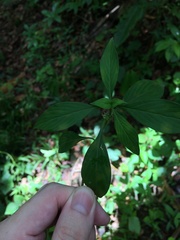 Spermacoce ocymifolia