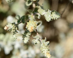Brickellia nevinii