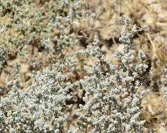 Brickellia nevinii