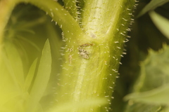 Cylindrocopturus adspersus