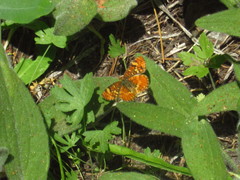 Phyciodes orseis