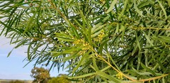 Acacia uncifolia