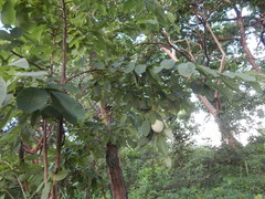 Annona macroprophyllata