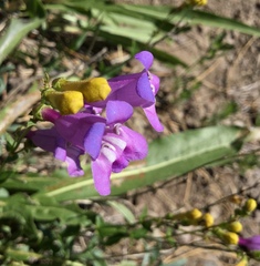Penstemon azureus