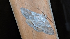 Zale squamularis