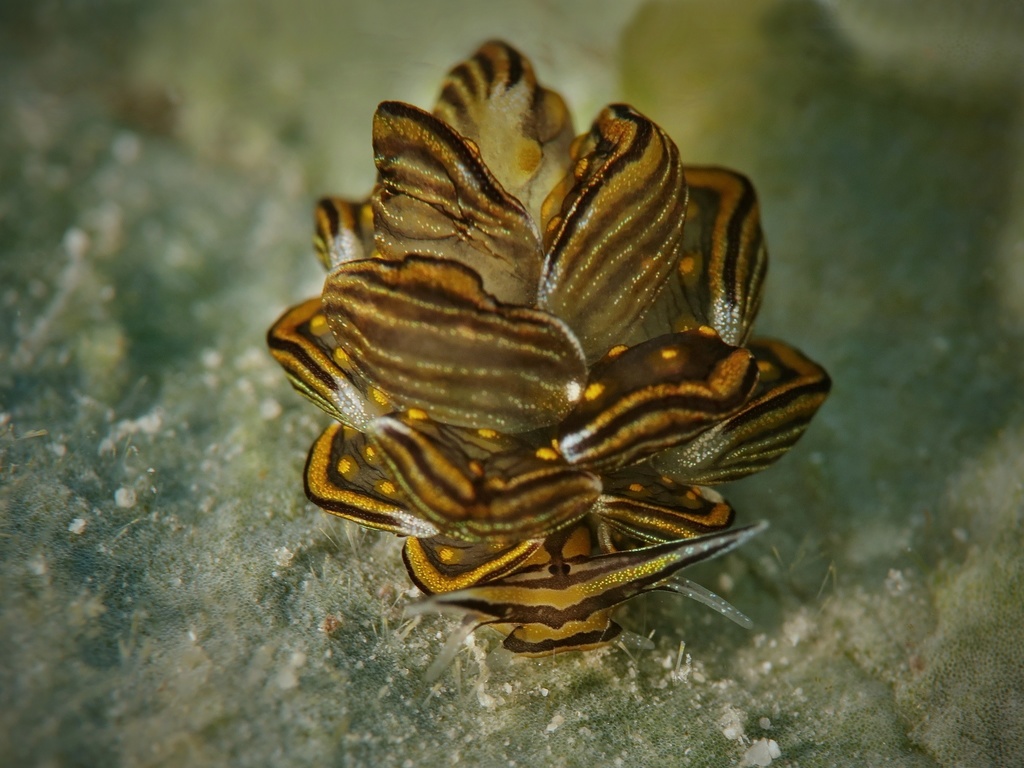 Tiger Butterfly Sea Slug