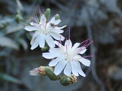 Stephanomeria cichoriacea