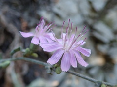 Stephanomeria cichoriacea
