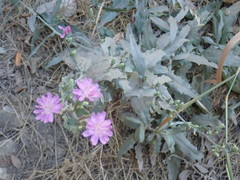 Stephanomeria cichoriacea